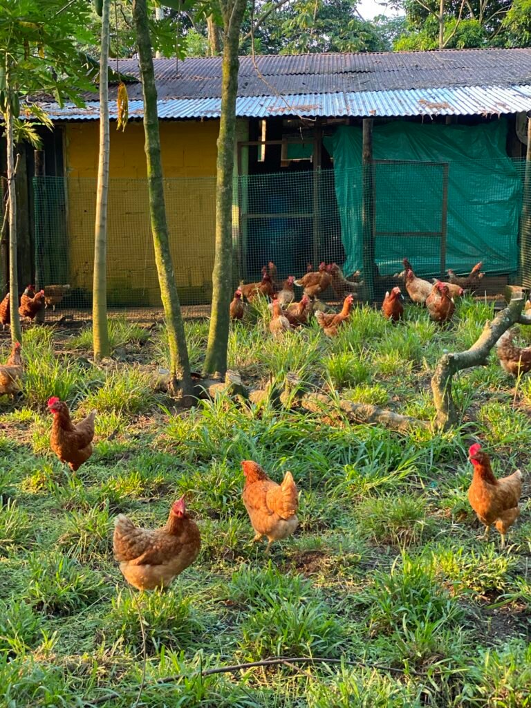 UNA FINCA PEQUEÑA QUE PRODUCE FELICIDAD EN GRANDE